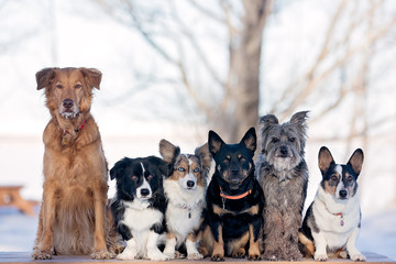 Group of dogs on table