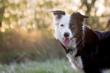 Border collie