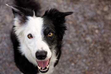 Border collie looking up