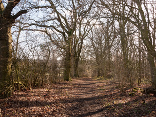 view of trees in spring woodland path through muddy empty