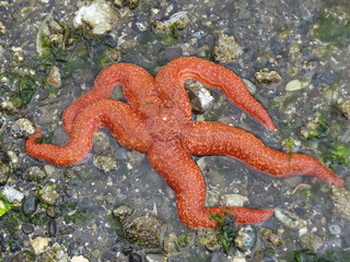 Beautiful pink starfish at edge of ocean, Denman Island, BC, Canada