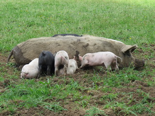 Mother pig with piglets suckling
