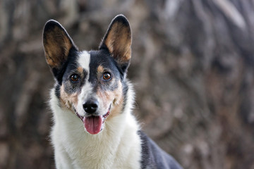 Obraz premium Corgi portrait
