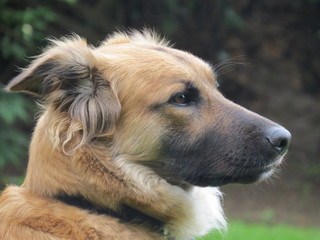 Gorgeous mixed breed dog portrait