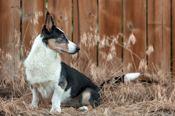 Corgi against brown fence