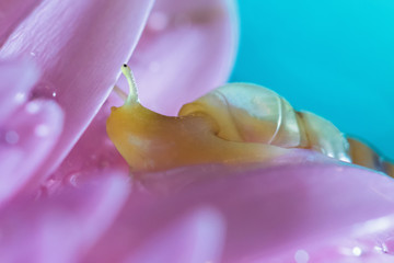 Snail on a flower