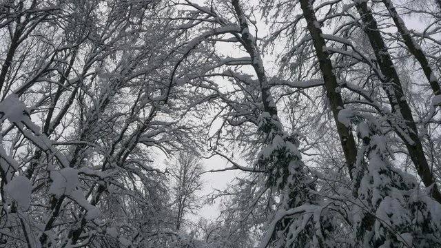 winter forest, trees in the snow, light snow falls