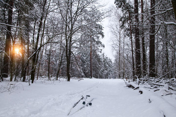 Nordic skiing concept background. man is skiing in winter forest at sunset