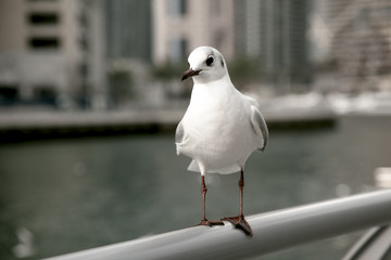 Coquettish little gull on a sea background
