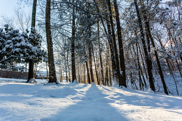 Winter sunrise forest snow with warm orange light