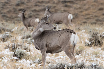 Elk (deer) in Yellowstone National Park	