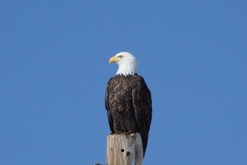 american bald eagle