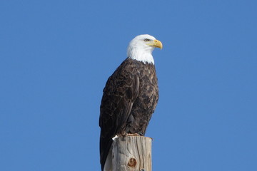 american bald eagle