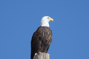 american bald eagle
