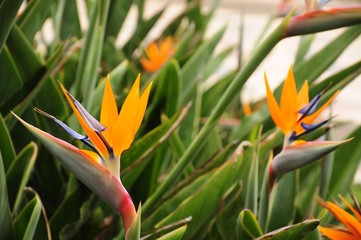 Strelitzia reginae, Bird of paradise in the garden of canary island