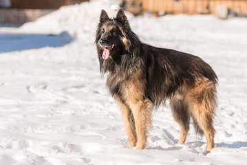 Tervueren - Dog standing in the snow in winter - Belgian Shepherd 