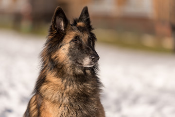 Tervuren Dog, Belgian Shepherd portrait in snowy winter  - Belgischer Schäferhund 