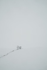 Fototapeta na wymiar Minimal Snow Scene With Tree
