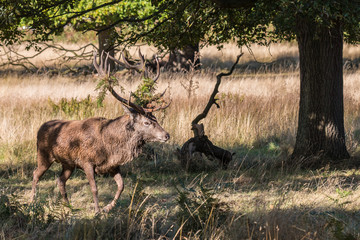 The deer of Richmond park, during the time of heat is a spectacle worth seeing with its great antlers ....