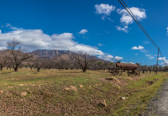 Country scene showing winter orchard trees under cloudy blue sky with Topa Topa Mountain ridge in the distance.