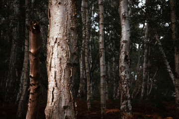 Silver Birch At Sunset