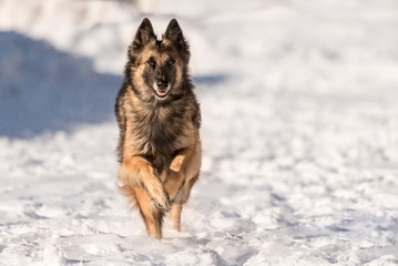 Tervueren - Dog running in the snow in winter - Belgian Shepherd 
