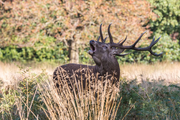 The deer of Richmond park, during the time of heat is a spectacle worth seeing with its great...