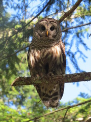 Sweet barred owl sitting on tree branch, Denman Island, BC, Canada