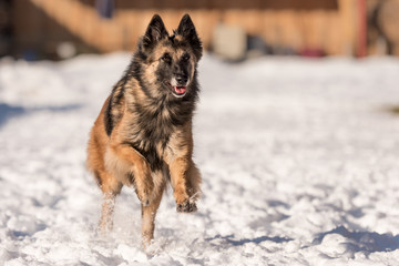 Tervueren - Dog running in the snow in winter - Belgian Shepherd 