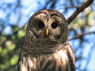 Sweet barred owl sitting on tree branch, Denman Island, BC, Canada