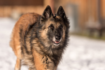 Tervueren - Dog running in the snow in winter - Belgian Shepherd 