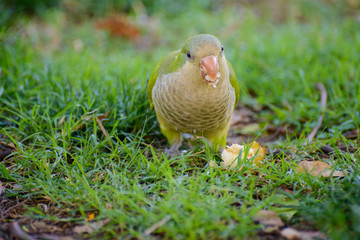 green parrot bird on the grass