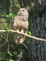 Sweet barred owl sitting on tree branch, Denman Island, BC, Canada