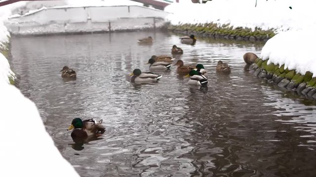 ducks swim in the pond winter time