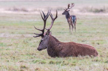 The deer of Richmond park, during the time of heat is a spectacle worth seeing with its great antlers ....