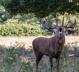 The deer of Richmond park, during the time of heat is a spectacle worth seeing with its great antlers ....