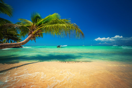 Palmtree and tropical beach. Exotic island Saona in Caribbean sea, Dominican Republic.