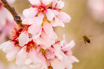 Honey bee gathering pollen from almond tree blossoms