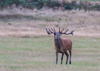 The deer of Richmond park, during the time of heat is a spectacle worth seeing with its great antlers ....