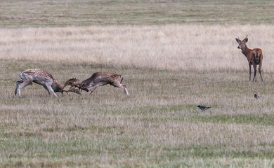 The deer of Richmond park, during the time of heat is a spectacle worth seeing with its great antlers ....