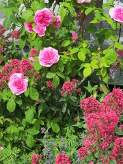Large pink roses in garden, with ground cover, Denman Island, BC, Canada