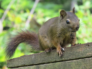 Garden squirrel on post, Denman Island, BC, Canada