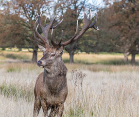 The deer of Richmond park, during the time of heat is a spectacle worth seeing with its great antlers ....