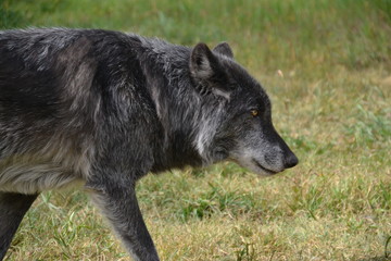 Naklejka na ściany i meble Wolfdog Zeus at Yamnuska Wolfdog Sanctuary