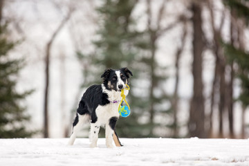 Dog holding toy in snow