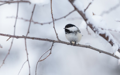Naklejka premium Black-capped Chickadee eating sunflower seed