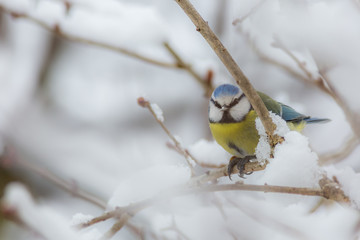 Blue tit on branch in winter birds birdwatching