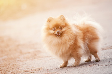 cute pomeranian spitz