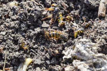 Destroyed hornet's nest. Drawn on the surface of a honeycomb hornet's nest. Larvae and pupae of wasps. Vespula vulgaris