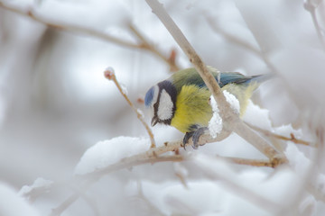 Blue tit on branch in winter birds birdwatching